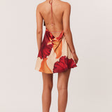 17_Cattleya_Mini_322679